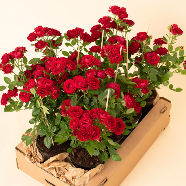 RUBY TERRAZZA® RUBY TERRAZZA®